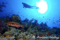 A Grouper trying to swim out of the picture ;-) by Barbara Schilling 
